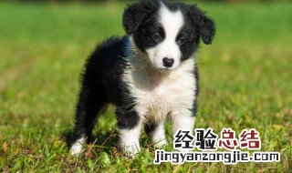 边牧为什么不能当警犬 什么原因不能用边牧当警犬