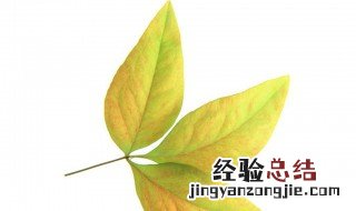 金钱木黄叶子怎么办 金钱木叶子黄了解决方法