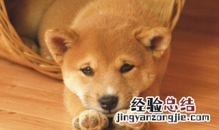 狗能不能吃虾 狗可不可以吃虾