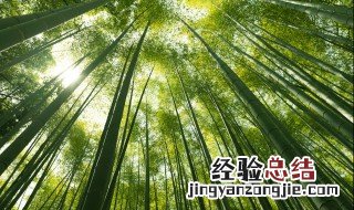 竹子是树还是草 竹子是树还是草本植物