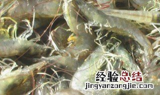 白虾什么时候上市什么时候结束 白虾什么时候上市