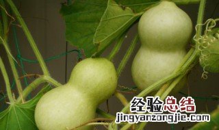 大葫芦的保存方法 农村大葫芦的保存和处理方法