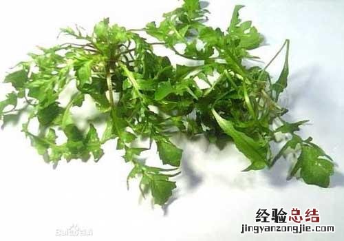 荠菜二岁宝宝可以吃吗 有什么好处？能吃多少？