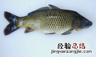 女人为什么不能吃鲤鱼 鲤鱼为什么女人不能吃