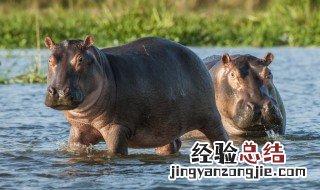 两栖动物的定义 什么是两栖动物的定义