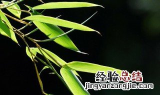 竹子修剪的技巧 竹子修剪的技巧视频