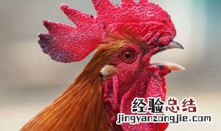 女人为什么不能吃公鸡 女人可以吃公鸡吗