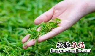 清明茶是什么茶类 清明茶是什么茶