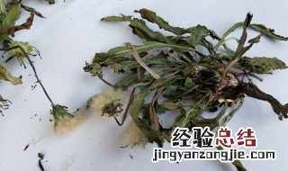 蒲公英都是毛怎么泡水喝 蒲公英花毛有用吗