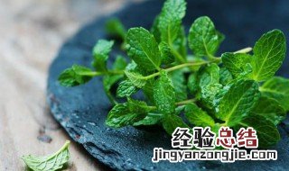 含有薄荷成分的食品吃起来凉凉的主要因为薄荷成分 含有薄荷成分食品吃起来凉的原因