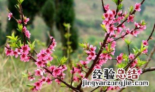 清明节开什么花 清明节开什么花简笔画