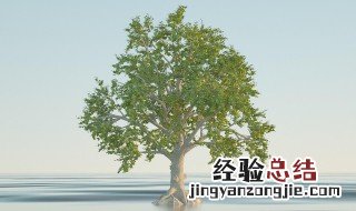 树的整体形态一般由什么组成? 树的整体结构