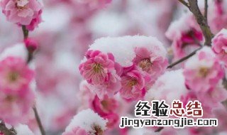 梅花是什么季节开的花 梅花是什么季节开