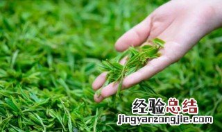 好的茶是清明前还是后的 所有的茶都是清明时最好吗