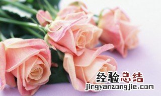 怎样延长玫瑰花的保鲜时间和方法 怎样延长玫瑰花的保鲜时间