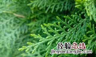 侧柏叶是什么药 侧柏叶是什么