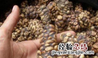 猫屎咖啡的制作过程视频 猫屎咖啡的制作过程