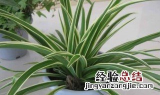 室内不能养的植物 室内不能养什么植物
