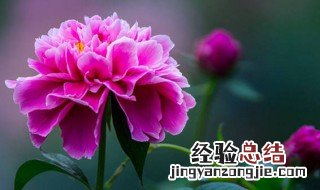 芍药为什么不能家养 芍药不能家养为什么