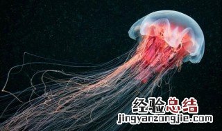 水母的隐喻 水母的美好寓意