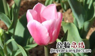 粉色郁金香花语是什么 郁金香千万不能乱送