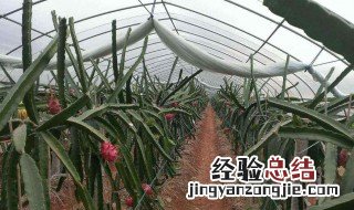 火龙果移栽方法 火龙果移栽详细步骤