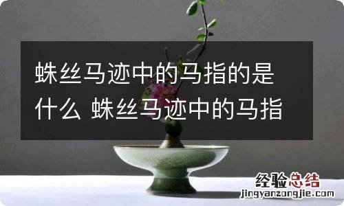 蛛丝马迹中的马指的是什么 蛛丝马迹中的马指的是什么意思