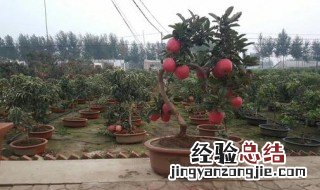 苹果盆栽怎么养护 苹果盆栽的养护方法