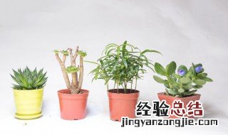 植物地龙是什么样子的 什么是土地龙植物