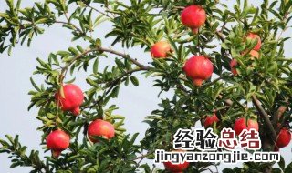 石榴树的特点是什么 石榴树介绍,石榴树特征及应用