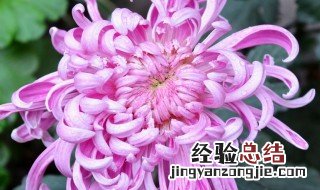 龙爪菊敷脸怎么用 龙爪菊敷脸如何用