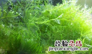 葡萄藻怎么种 葡萄藻的养殖方法