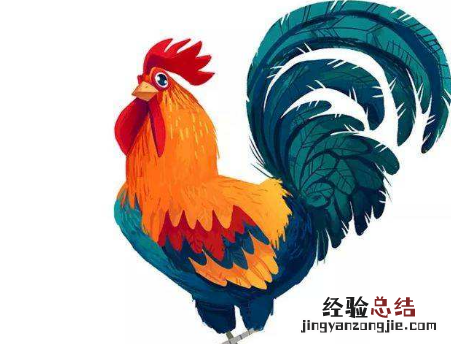 公鸡为什么早上会打鸣