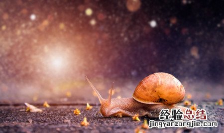 雨后蜗牛为什么爬到水泥墙上