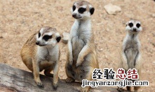 动物分哺乳动物和什么动物? 动物分为哺乳动物和什么动物