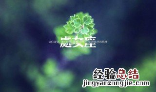 处女座性格特点 有什么特点