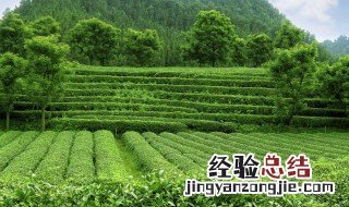 中国产茶区域分别是 中国四大产茶区指的是哪里