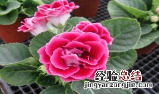 大岩桐花介绍 大岩桐花的简介