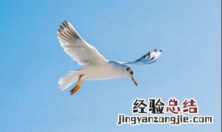 海鸥介绍 海鸥的简介