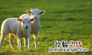 点歌的动物是什么生肖 去点歌的生肖是什么动物