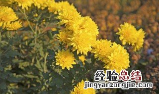 冬季菊花败了后怎么养 做好这几点