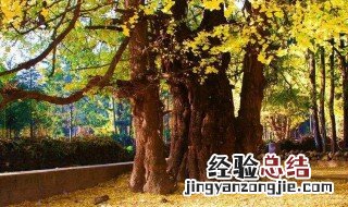 上海银杏树王在哪里 上海银杏树王的位置地址