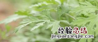 艾草对孕妇有没有影响 怀孕几个月可以吃艾叶煮鸡蛋