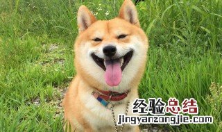 柴犬怕冷吗 柴犬可以吃什么