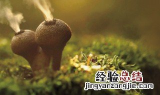 杀死真菌的最好方法百度百科 杀死真菌的最好方法