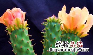 仙人掌什么时候开花 仙人掌开花时间