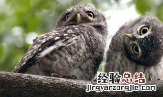 猫头鹰吃什么食物 猫头鹰是吃什么东西的