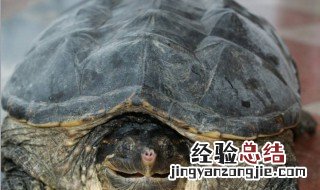鳄龟吃什么食物 鳄龟的食物是什么