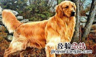 金毛犬特征 金毛特点大揭秘
