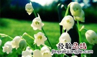 铃兰花的缺点 铃兰花的禁忌副作用